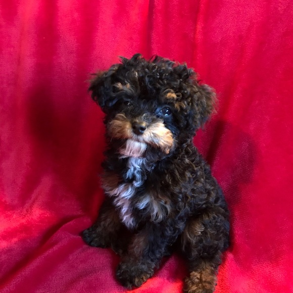 Meet your Posher, Willie - Picture 1 of 1